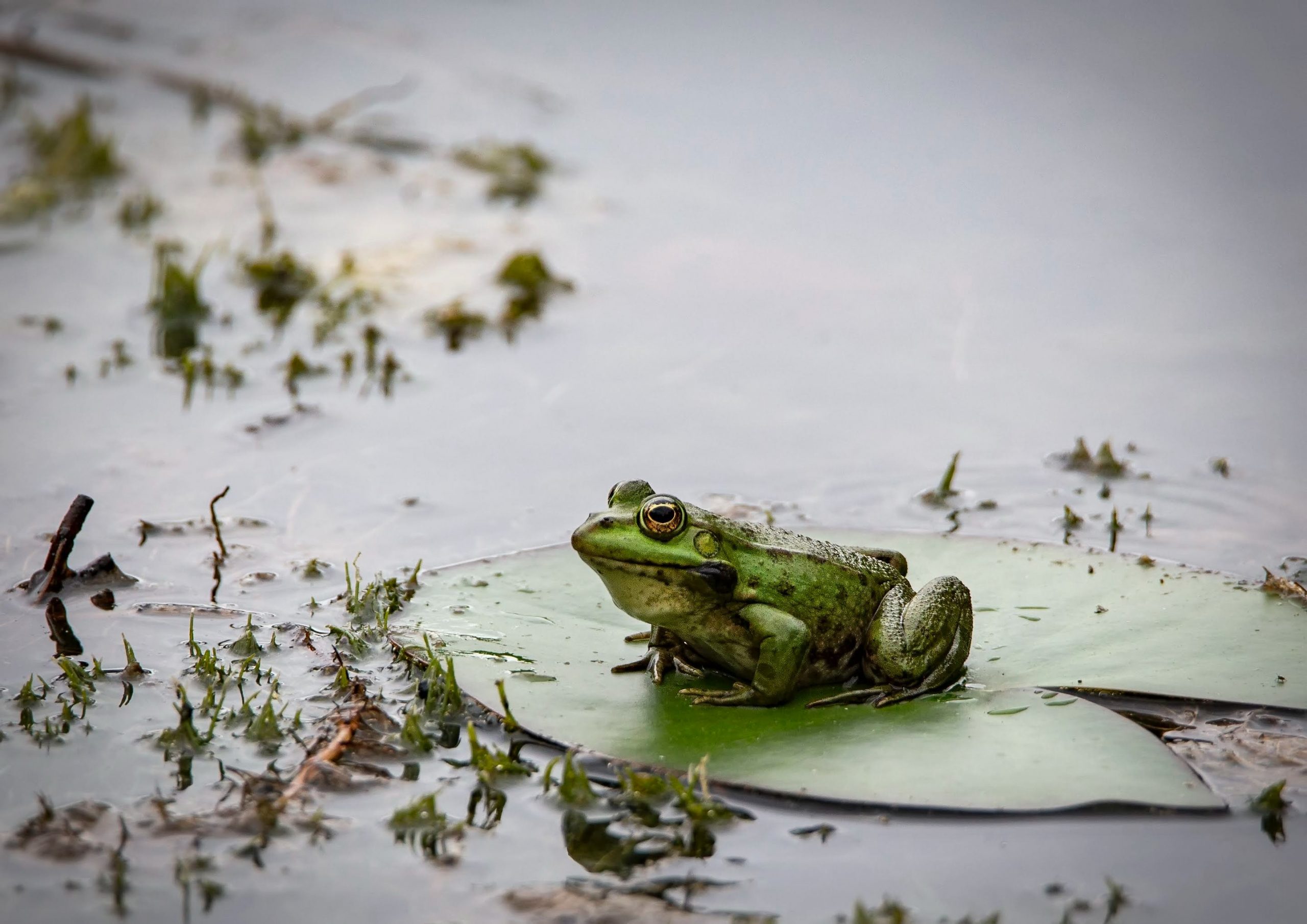 Frog on a lily pad